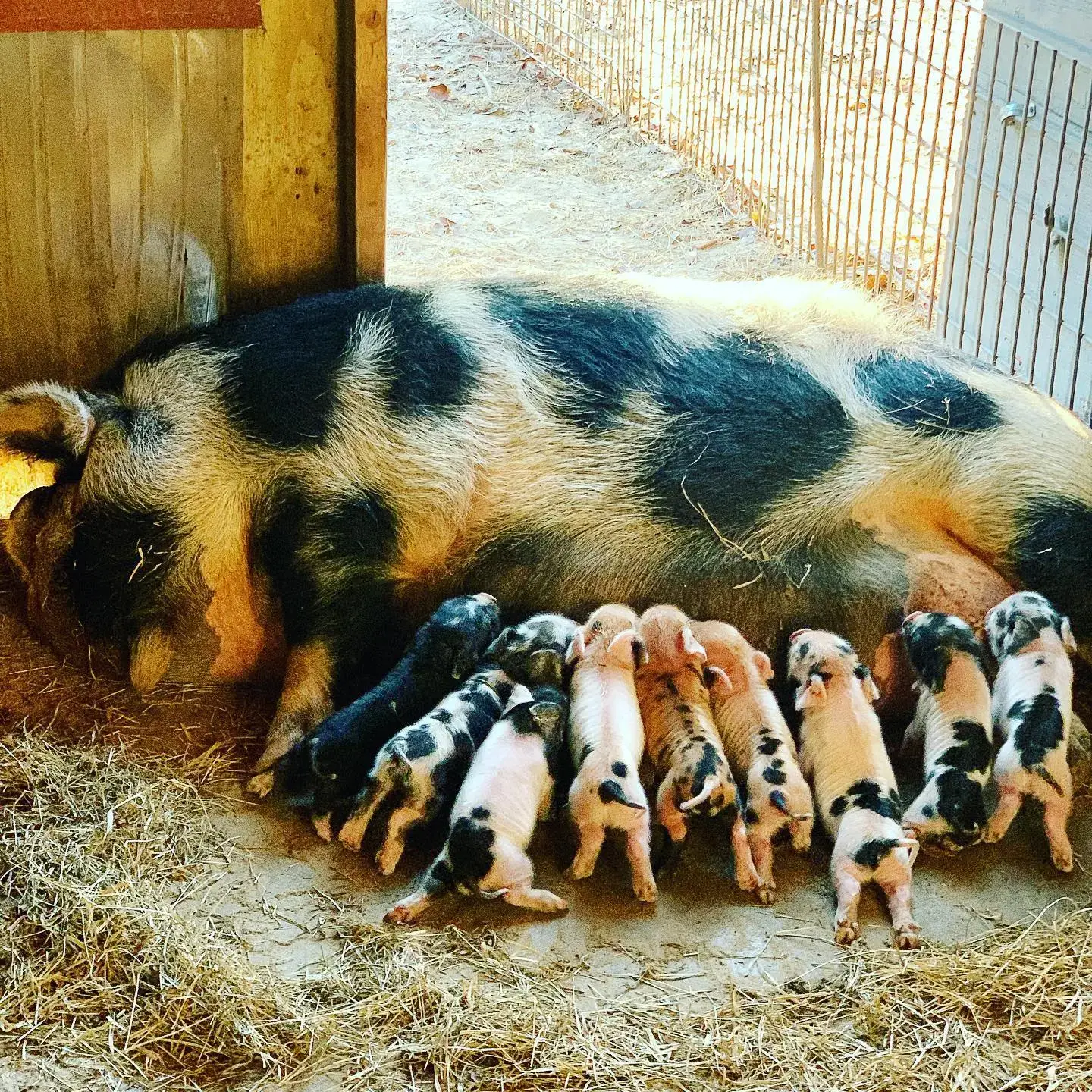 121535478_1690294961137959_7609224640226033967_n (1)