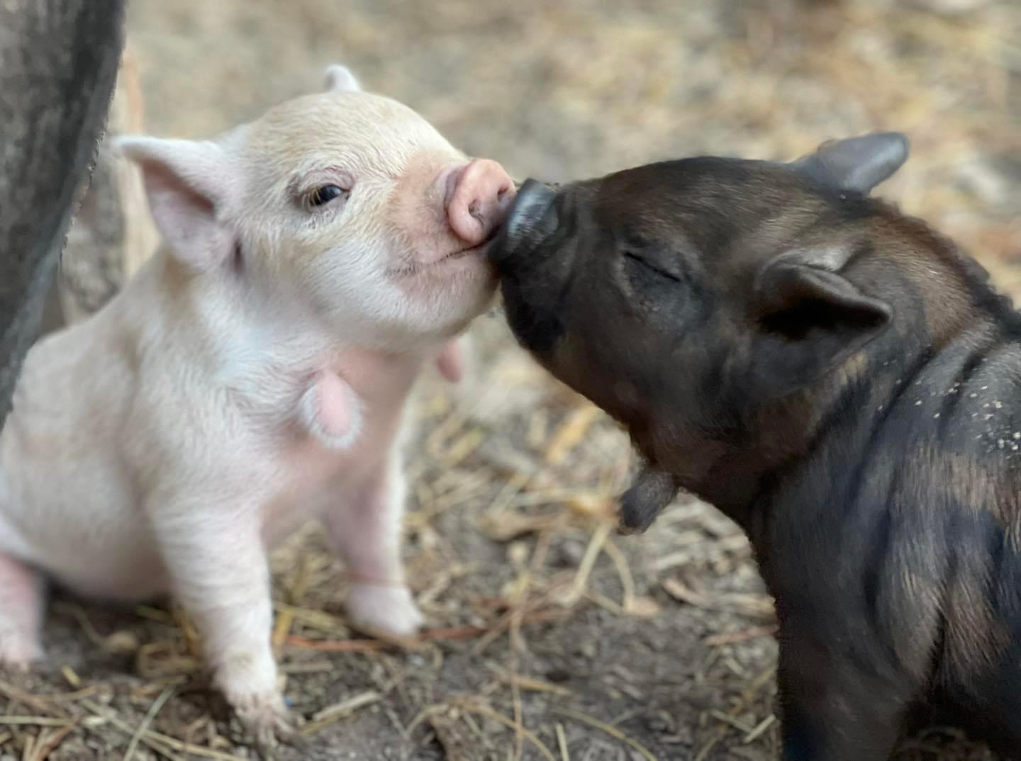PIG KISSING - 1