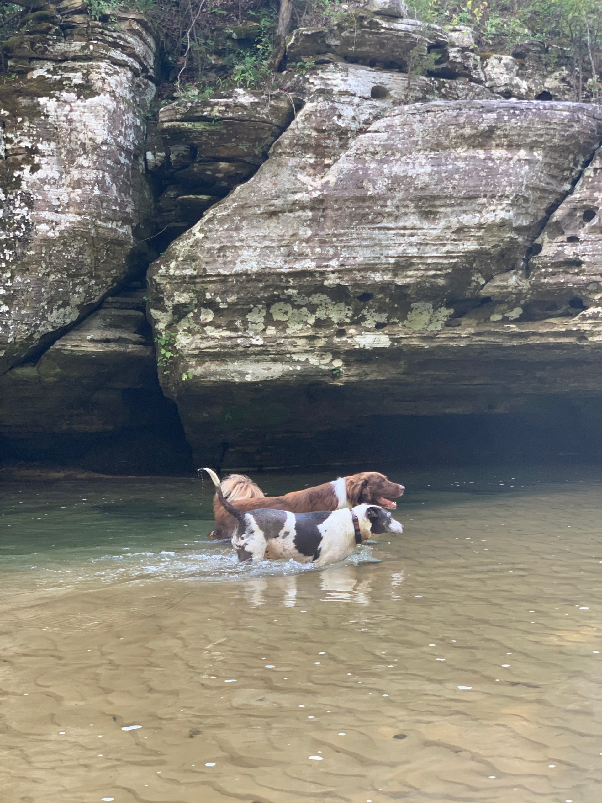 PINEY CREEK DOGS - 1